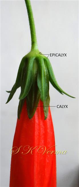 Epicalyx and Calyx